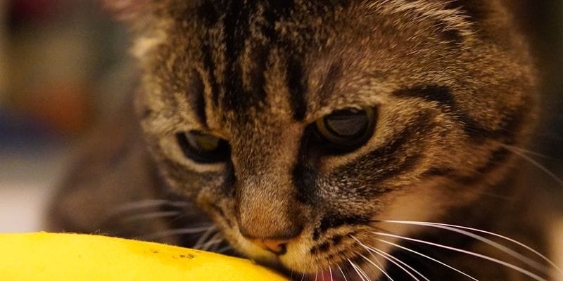 A closeup of a brown kitty 