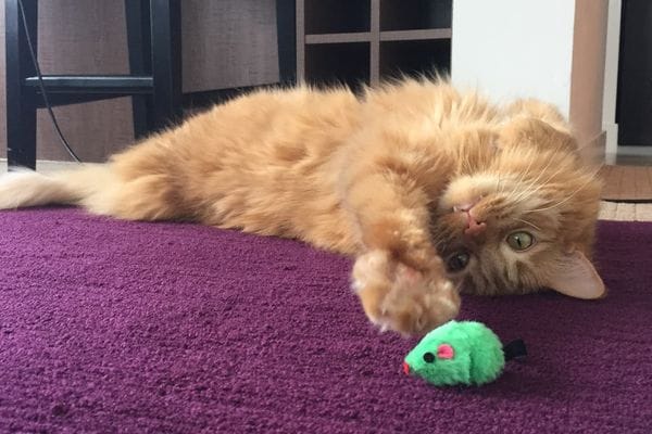 An orange kitty and green toy mouse