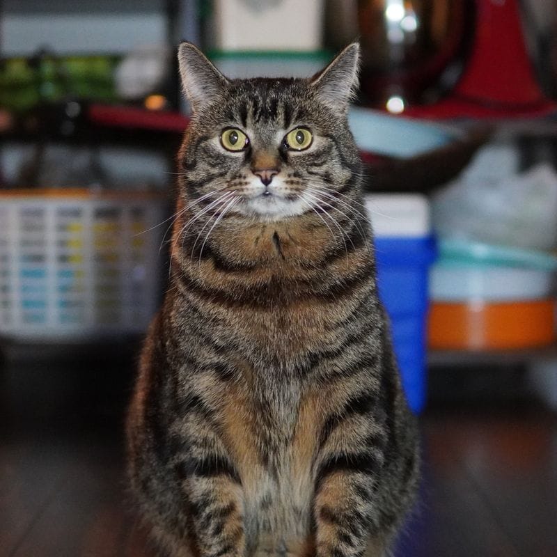 Chonky boy
