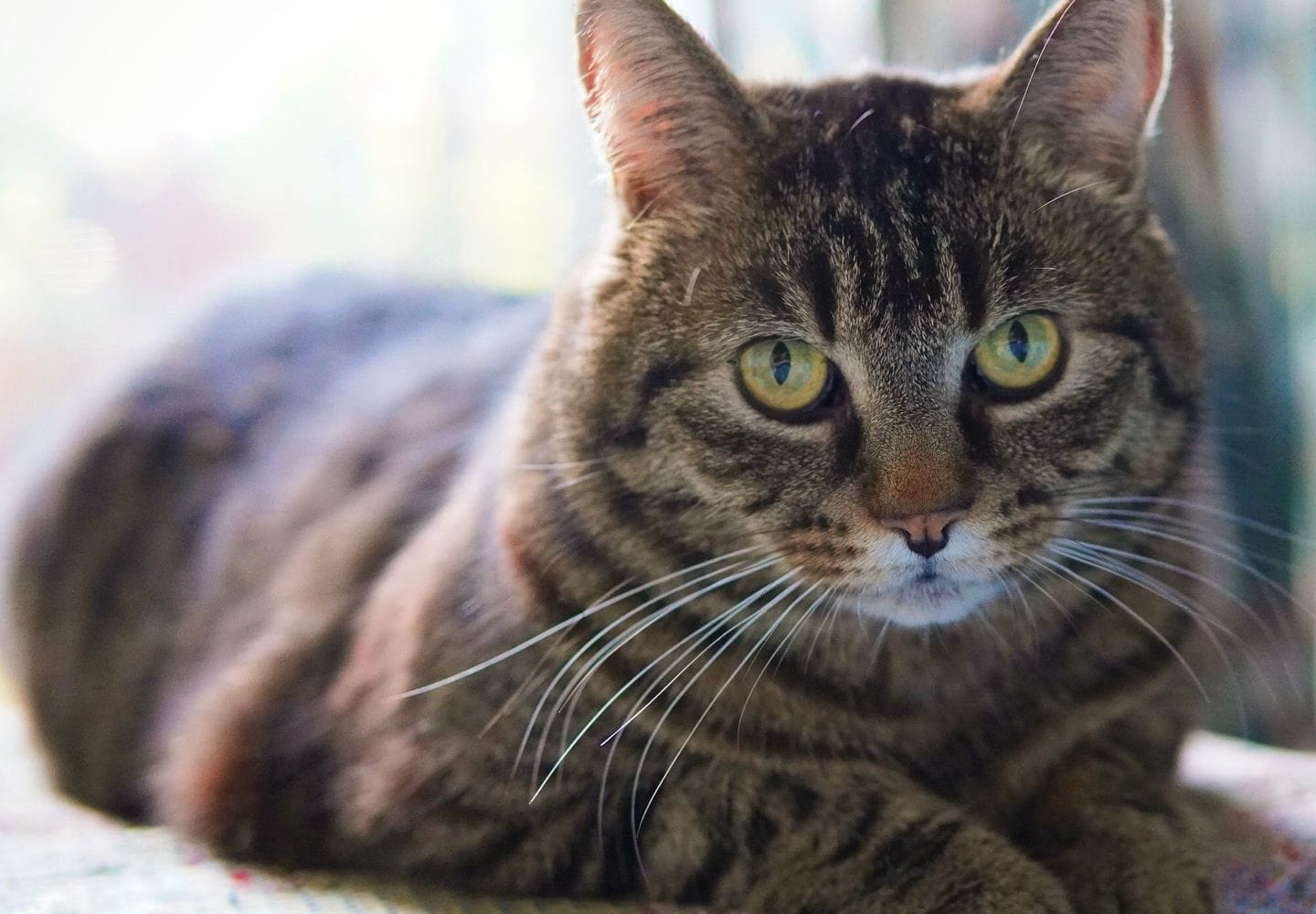 A tabby cat with darker brown stripes on lighter brown fur.  He is lying down, looking directly at the camera.